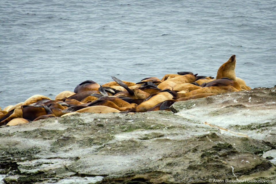 West Coast Trail Pacheta Point Sea Lions Haull