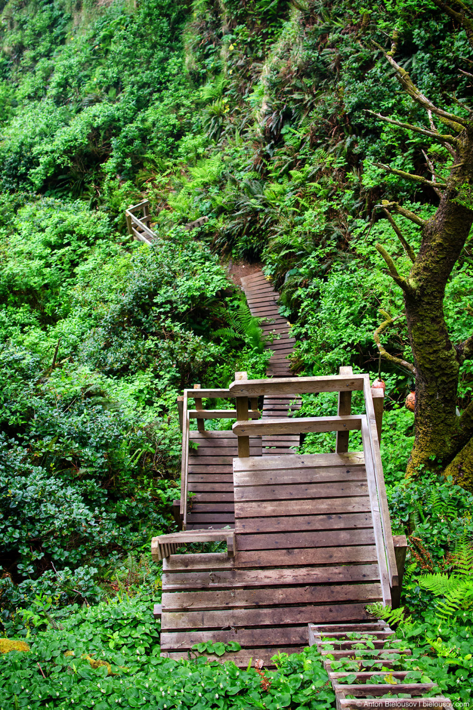 West Coast Trail: ladders to Tsusiat Falls