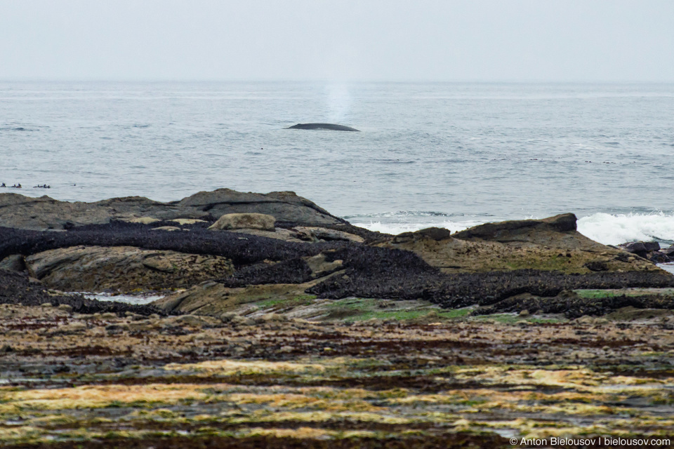 Кит возле берега на West Coast Trail