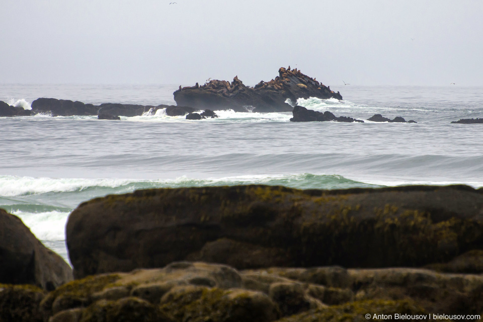 West Coast Trail Cribs Creek sea lions haul out rock