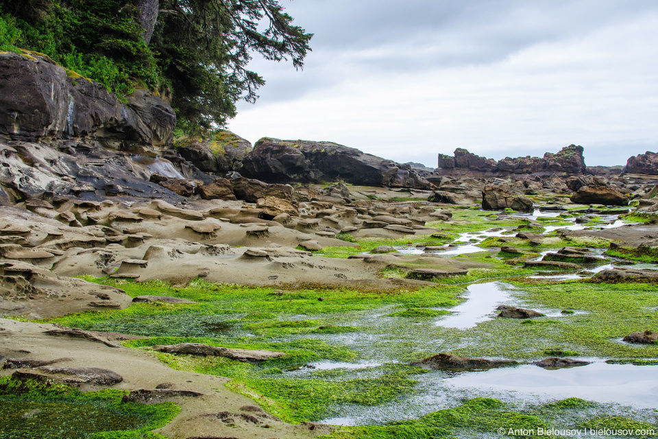 Carmanah Point, West Coast trail