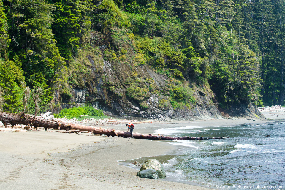 West Coast Trail Driftwood