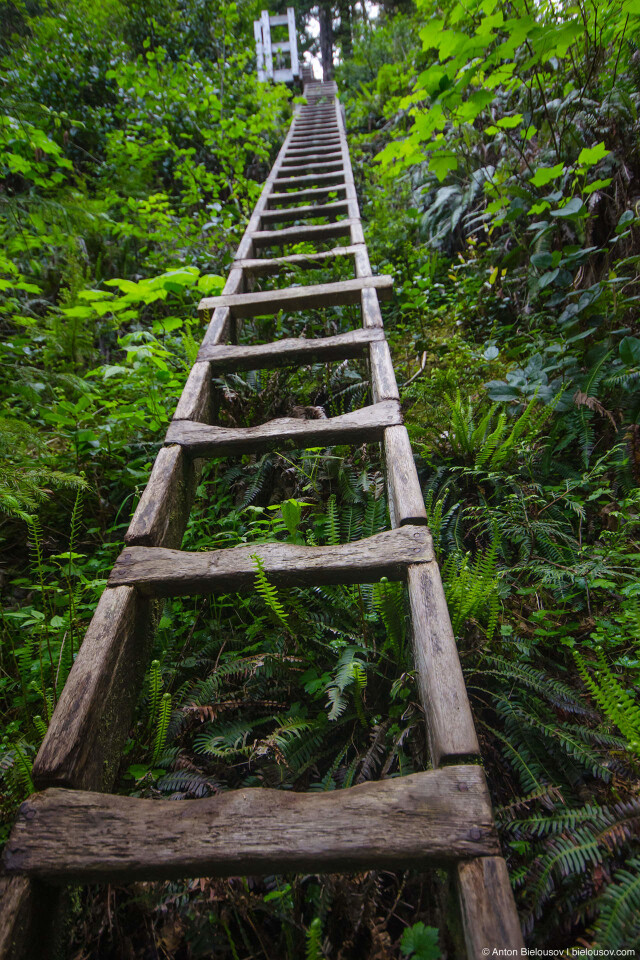 Еще лестницы, ну конечно, давайте все. West Coast Trail: Cullite Creek ladders