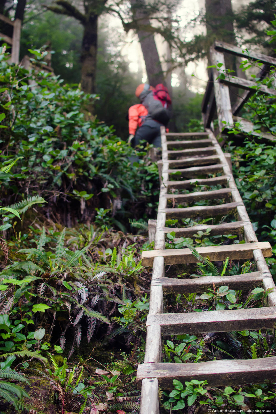 Лестницы на West Coast Trail