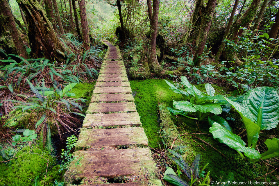 Помост через болото на тропе West Coast Trail