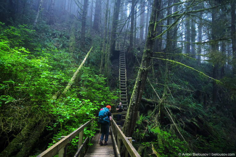 Лестницы на Trasher Cove (West Coast Trail, 70km)