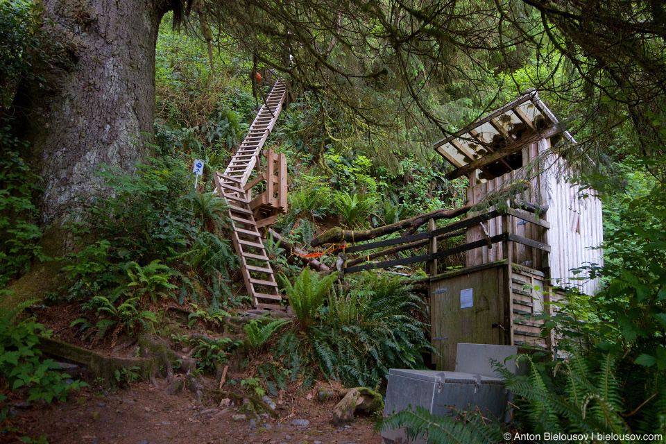 Trasher Cove campsite restroom (West Coast Trail, 70km)