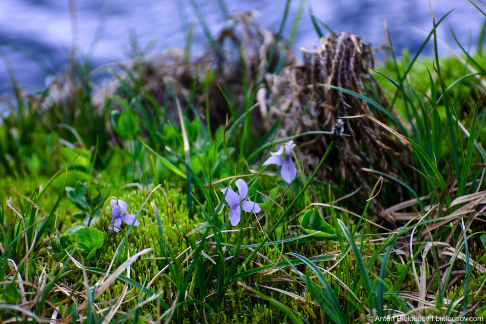 Горные фиалки (alpine violet)