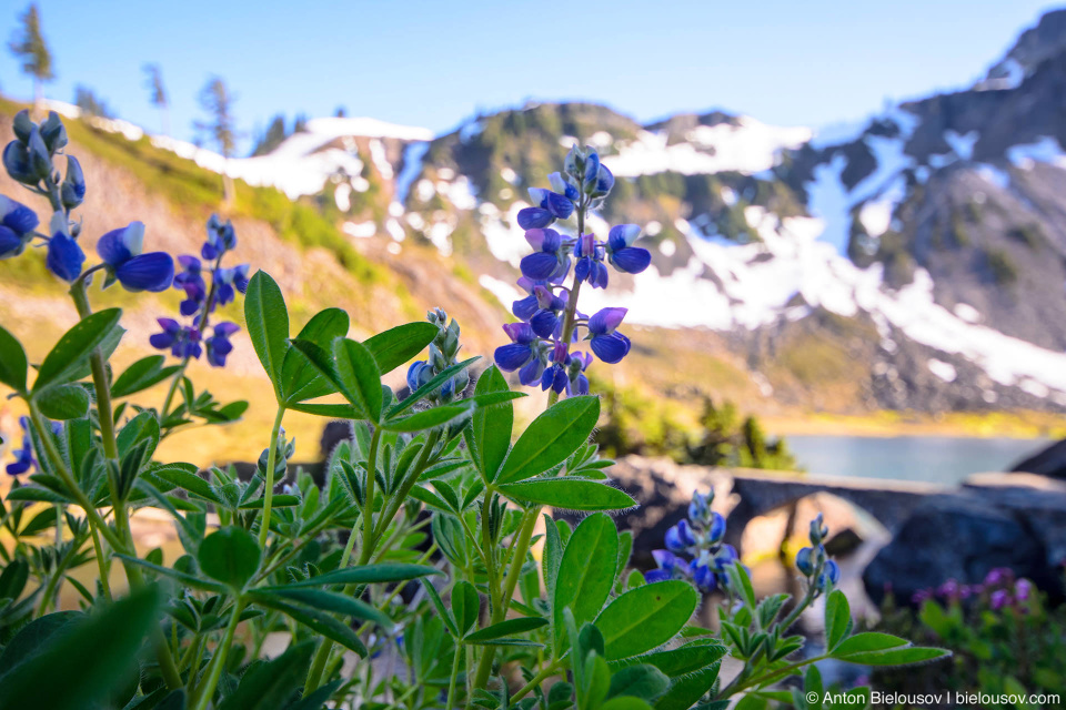 Люпин (Lupinus)