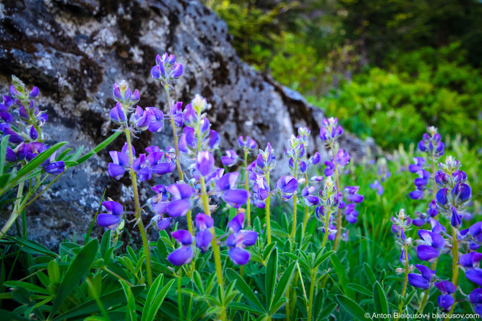 Lupinus (люпины)