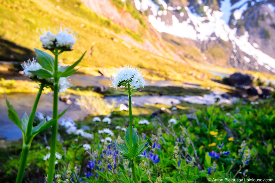 Sitka Valerian (Valeriana sitchensis)