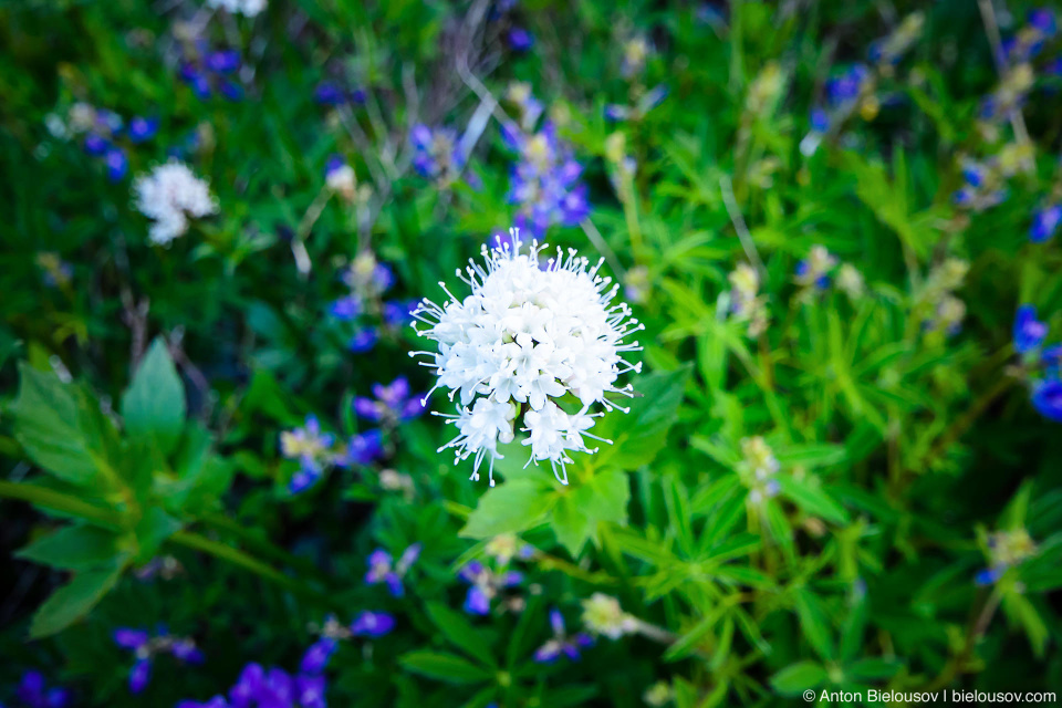 Sitka Valerian (Valeriana sitchensis)