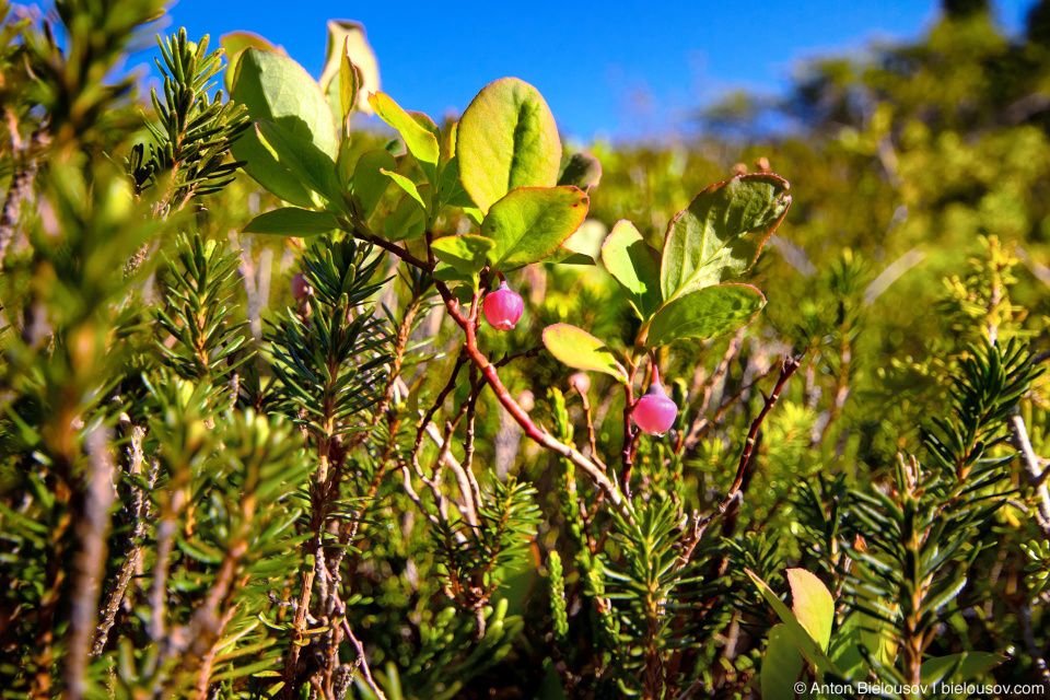 Дикая голубика (wild blueberry blossom)