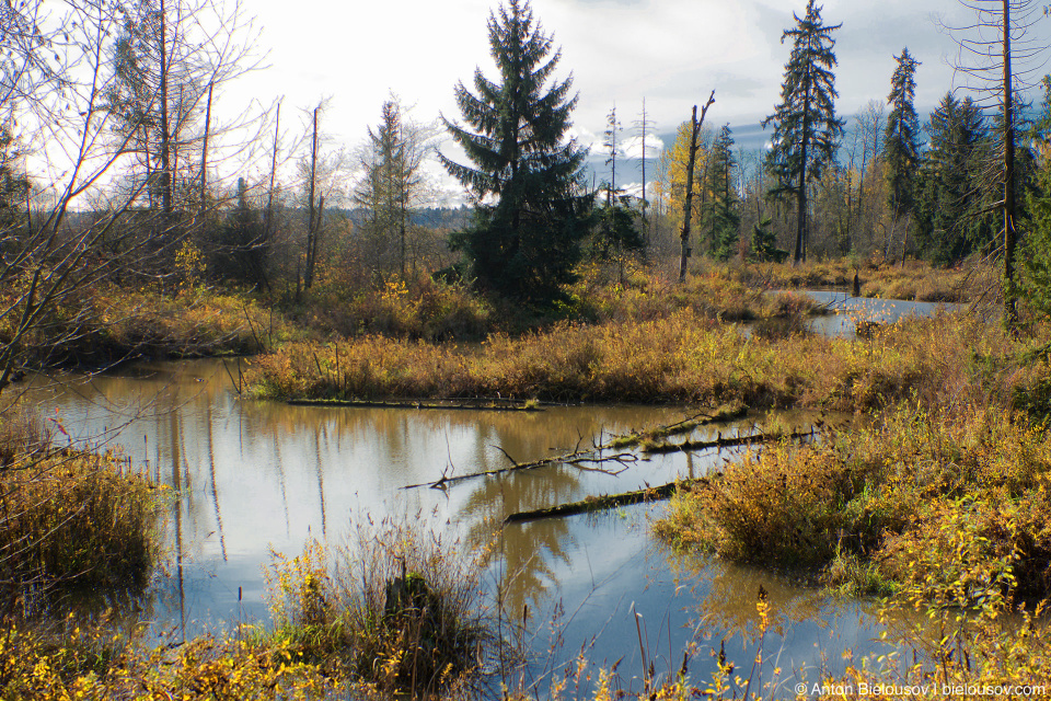 Colony Farms, PoCo trail