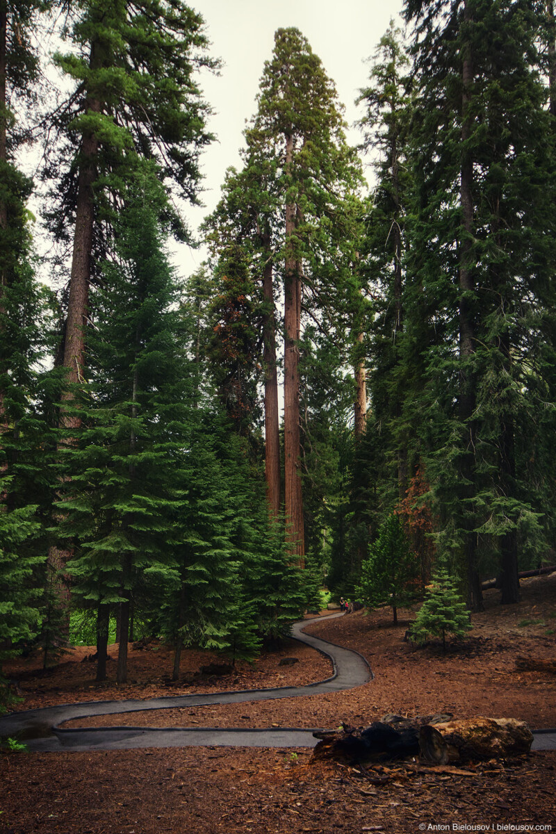 Тропа 100 Гигантов 100 Giants trail, Sequoia National Park, CA