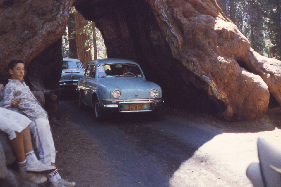 Wawona Tree Tunnel, 1962