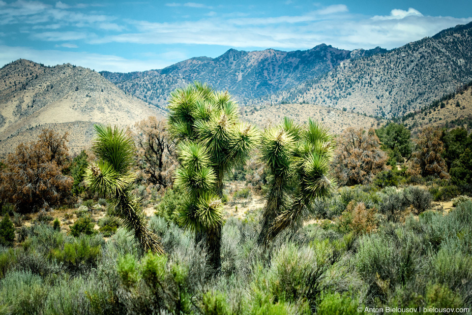 Yucca Tree