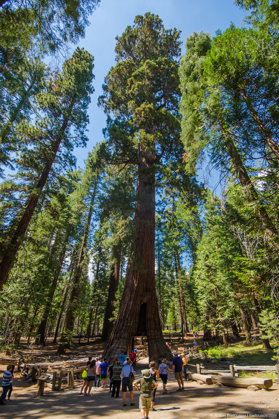 California Tunnel tree, Mariposa Grove, Yosemite National Park, CA