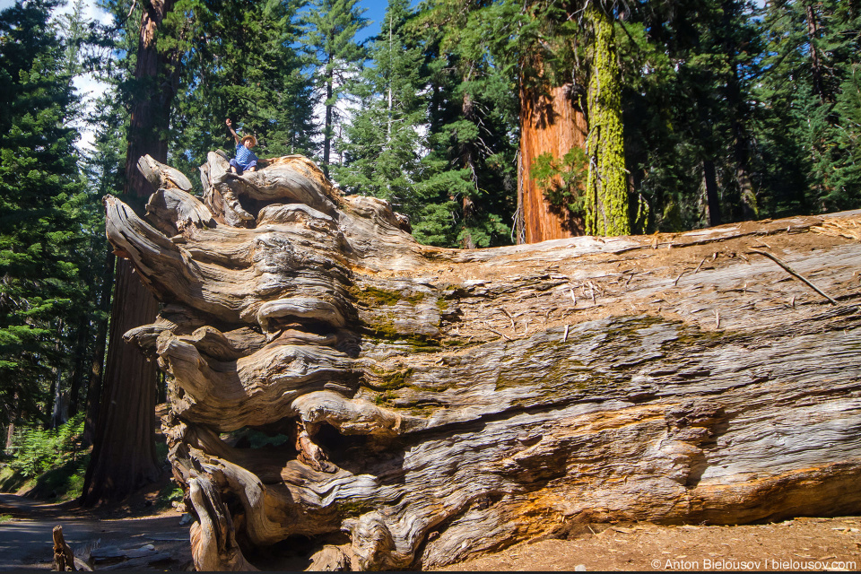 Упавшая гигансткая секвойя в роще Mariposa Grove (Yosemite National Park)