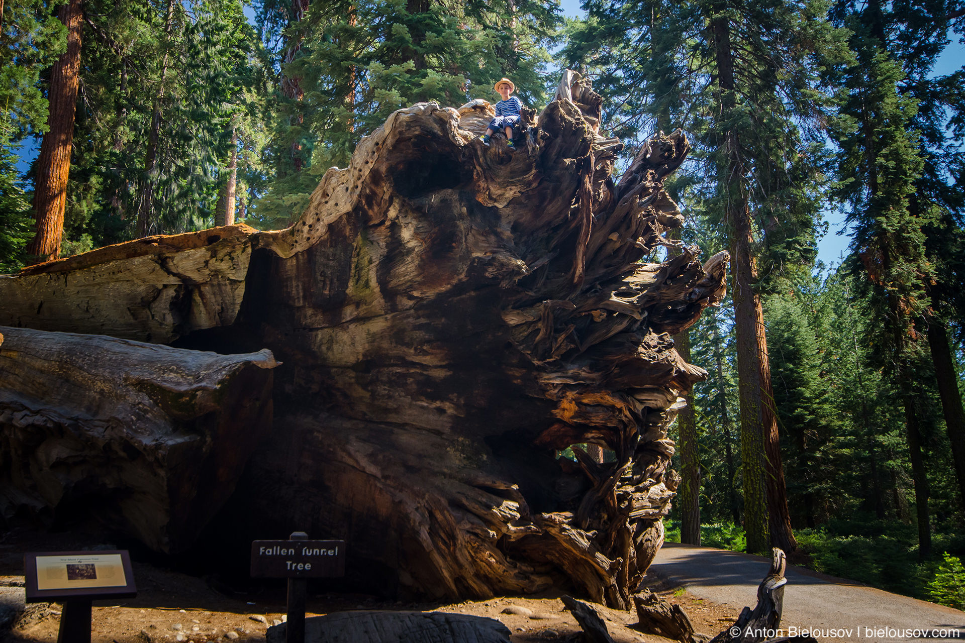 Путешествия: Самые большие деревья в мире.