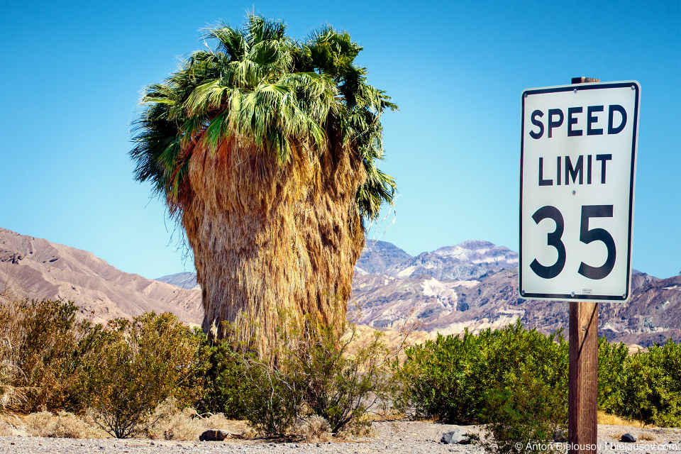 Нестриженая пальма в оазисе Furnace Creek в Долине Смерти