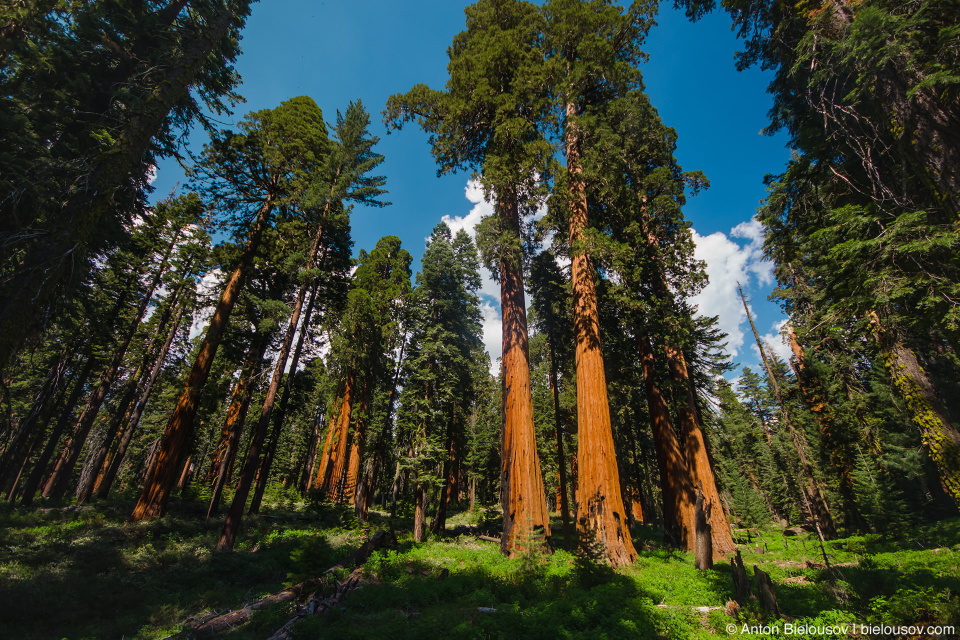 Самое высокое дерево северной америки природные зоны. Секвойя вечнозелёная (Sequoia sempervirens). Секвойя парк США. Секвойский лес Калифорния. Национальный парк Секвойя Калифорния.