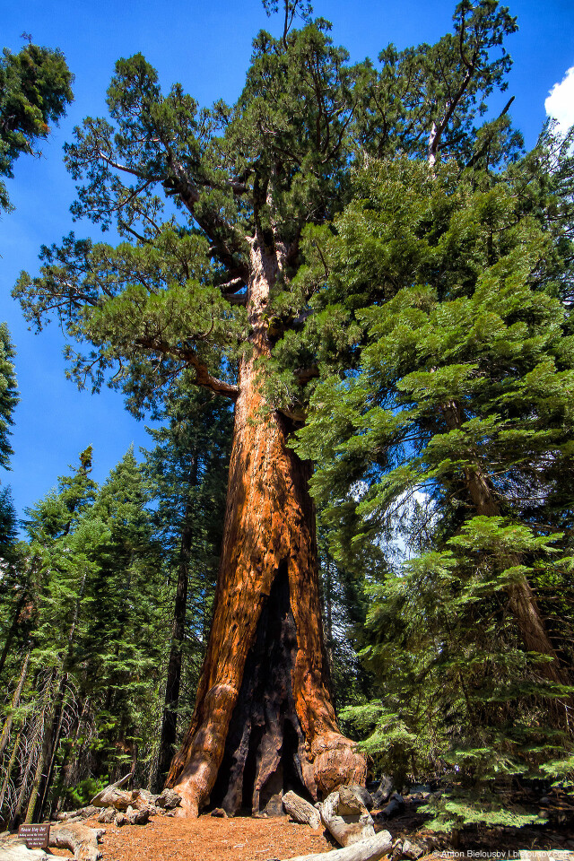 Самые большие деревья в мире.: grizzly giant sequoia in mariposa grove Grizzly Giant (Mariposa Grove)