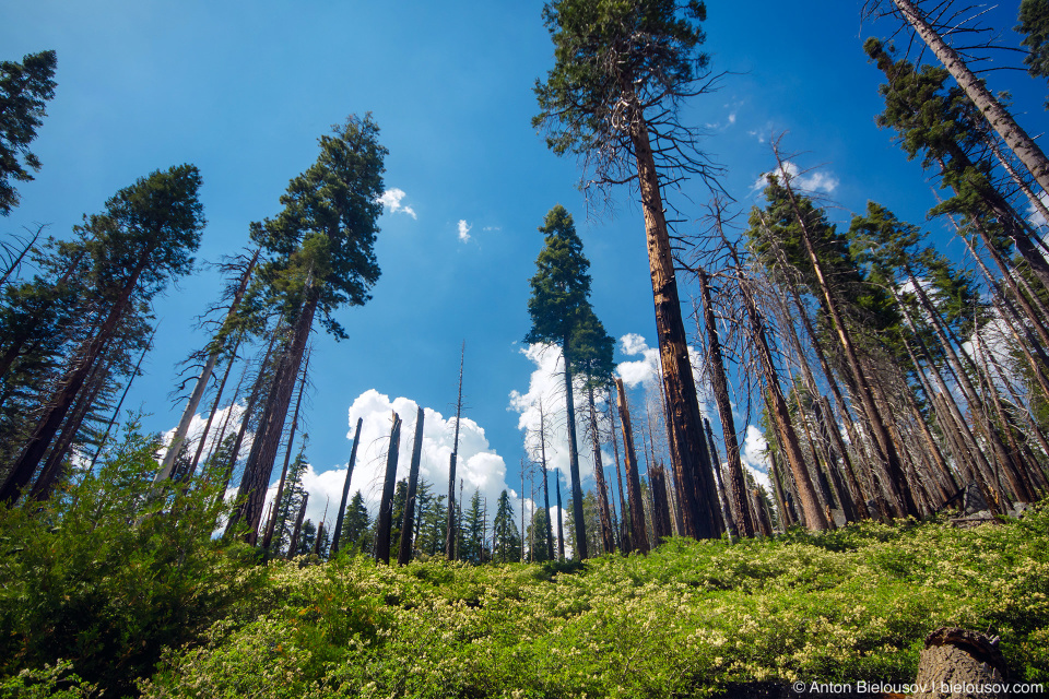 Mariposa Grove, Yosemite National Park, CA