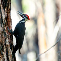 Pileated woodpecker / Хохлатая желна