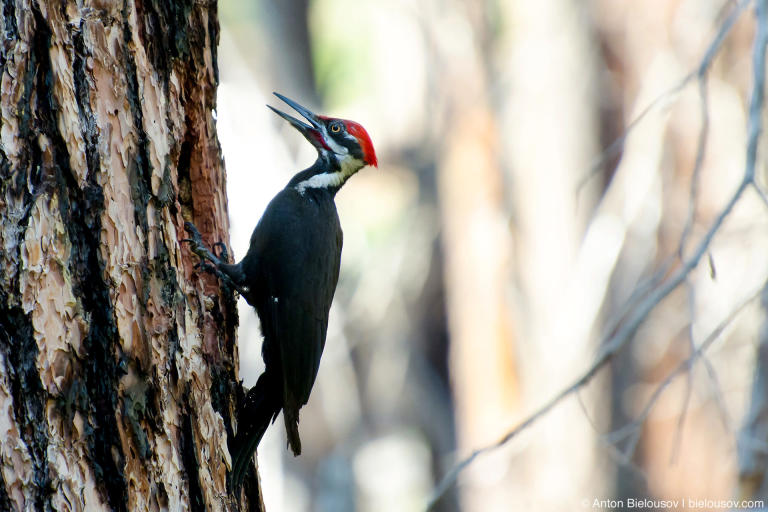 Pileated Woodpecker