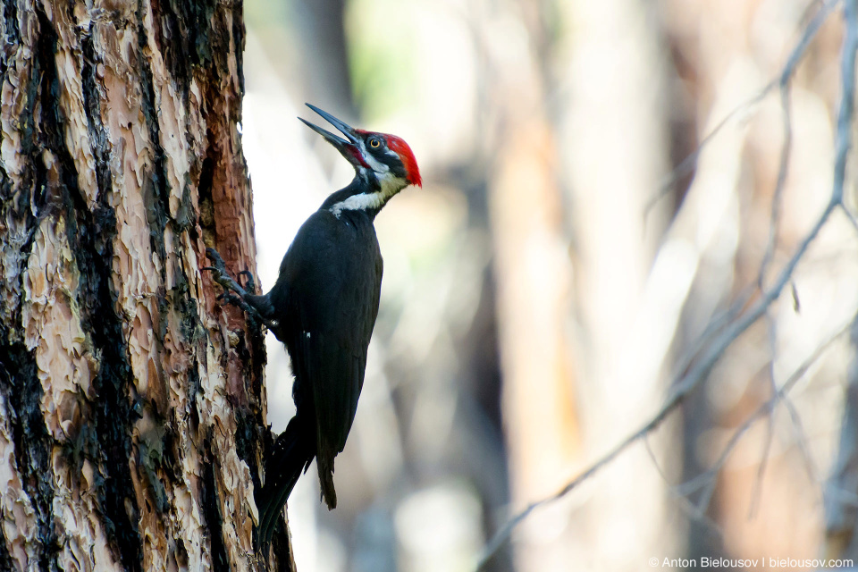 Pileated woodpecker