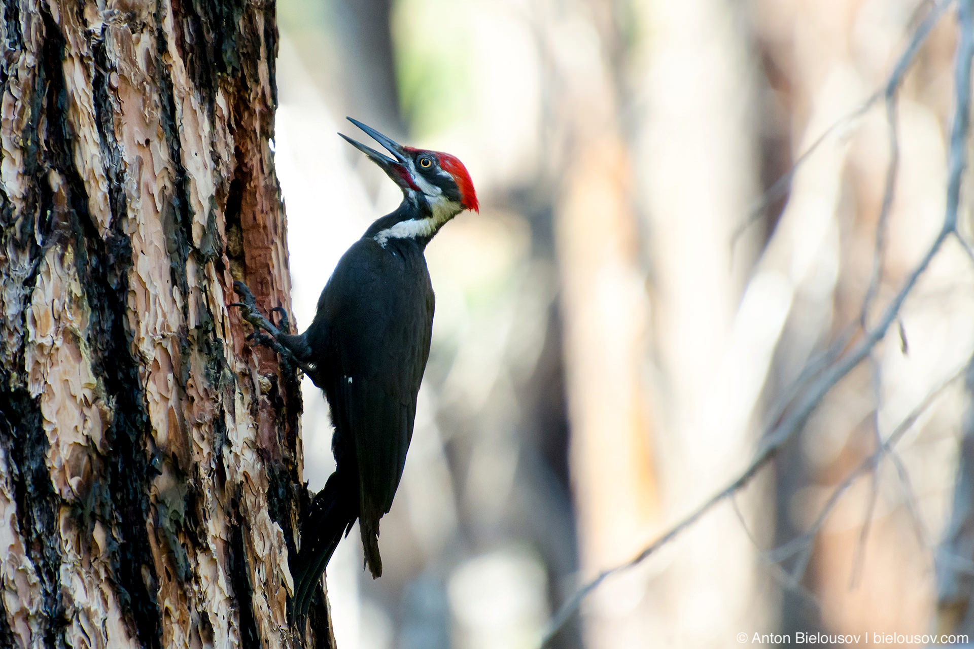 Pileated Woodpecker — Непутевая Канада 