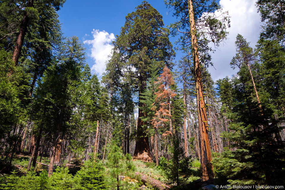 Гигансткая секвойя в роще Mariposa Grove (Yosemite National Park)