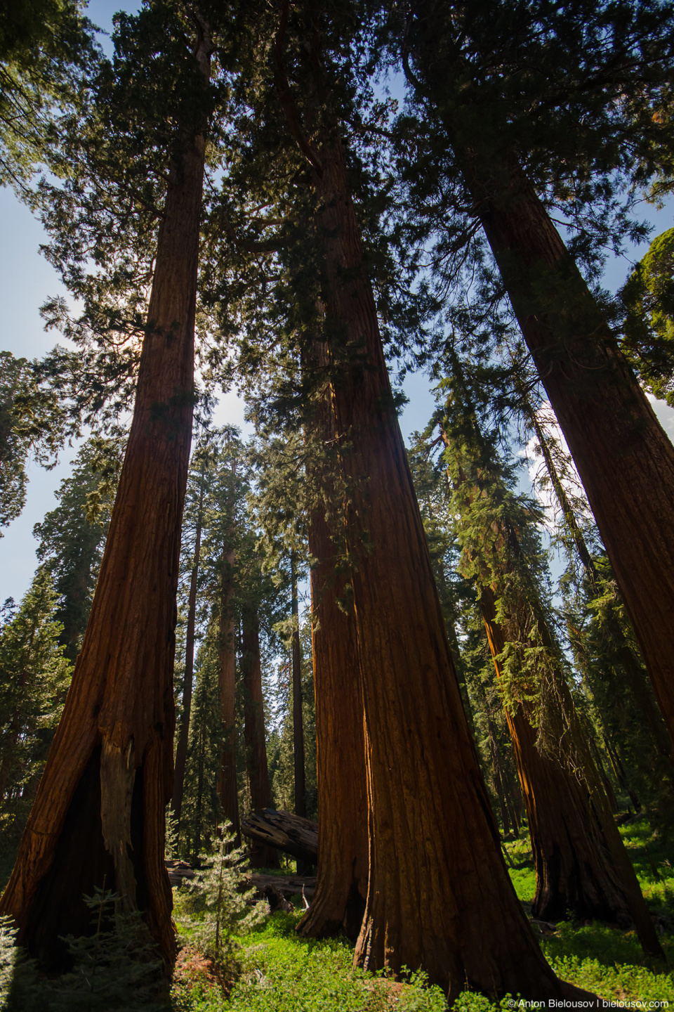 Коттедж в роще Mariposa Grove, Yosemite National Park, CA