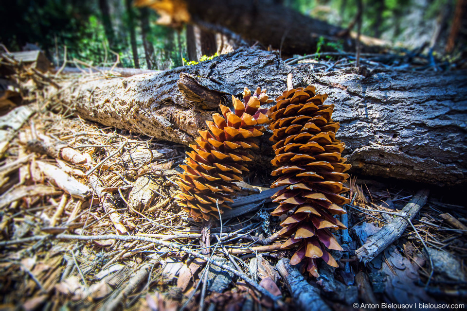 Шишки сосны Ламберта (Sugar Pine Cones)