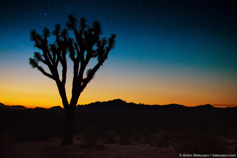 Yucca Tree