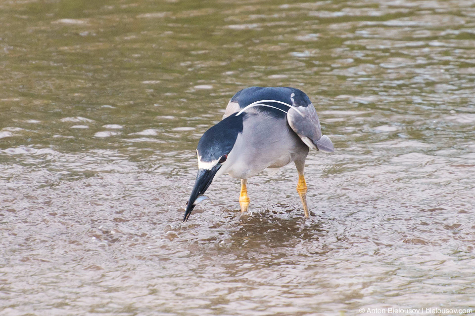 Black-crowned night heron at Kealia Coastal Boardwalk (Maui, HI)