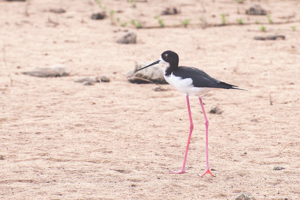 Hawaiian Stilt at Kealia Coastal Boardwalk (Maui, HI)