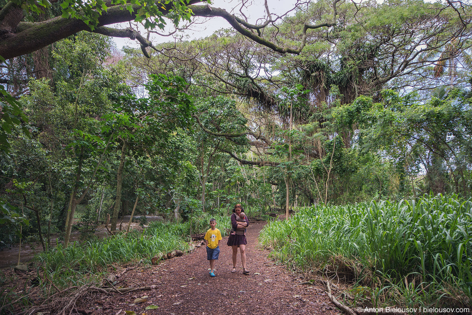 Honolua Bay Access trail (Maui, HI)