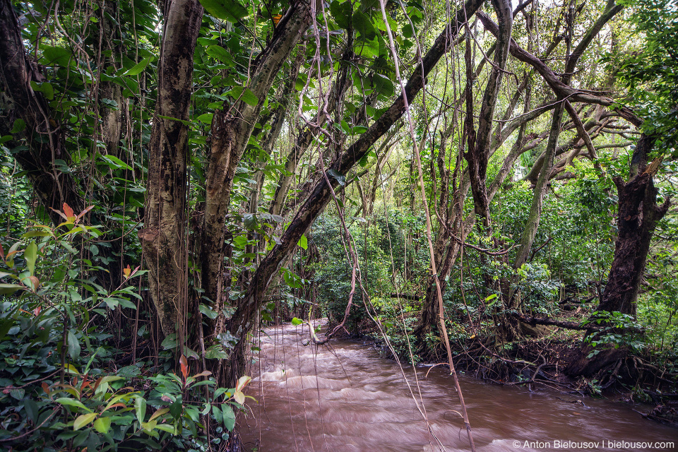 Honolua Bay Access trail (Maui, HI)