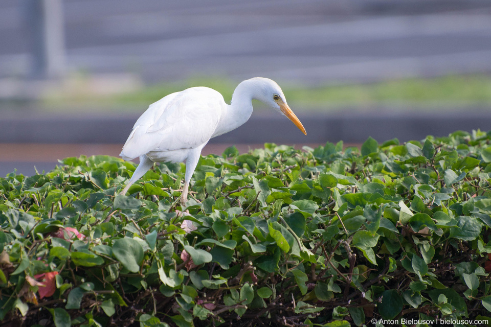 Cattle Egret (Maui, HI)