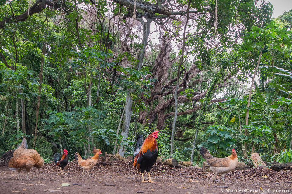 Hawaiian feral chicken at Honolua Bay Access Trail (Maui, HI)