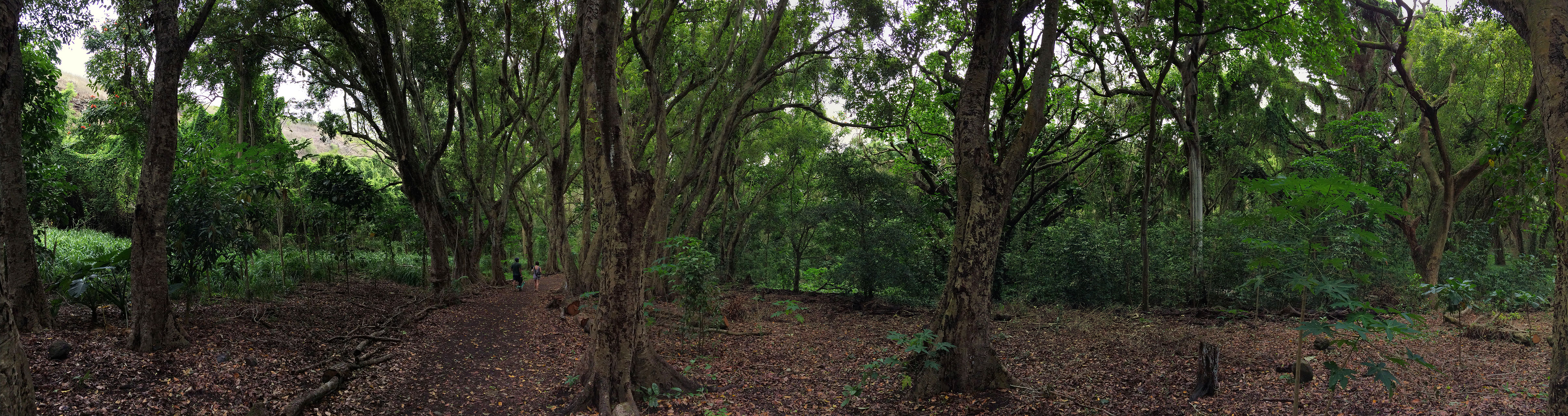 Honolua Bay trail panorama (Maui, HI)