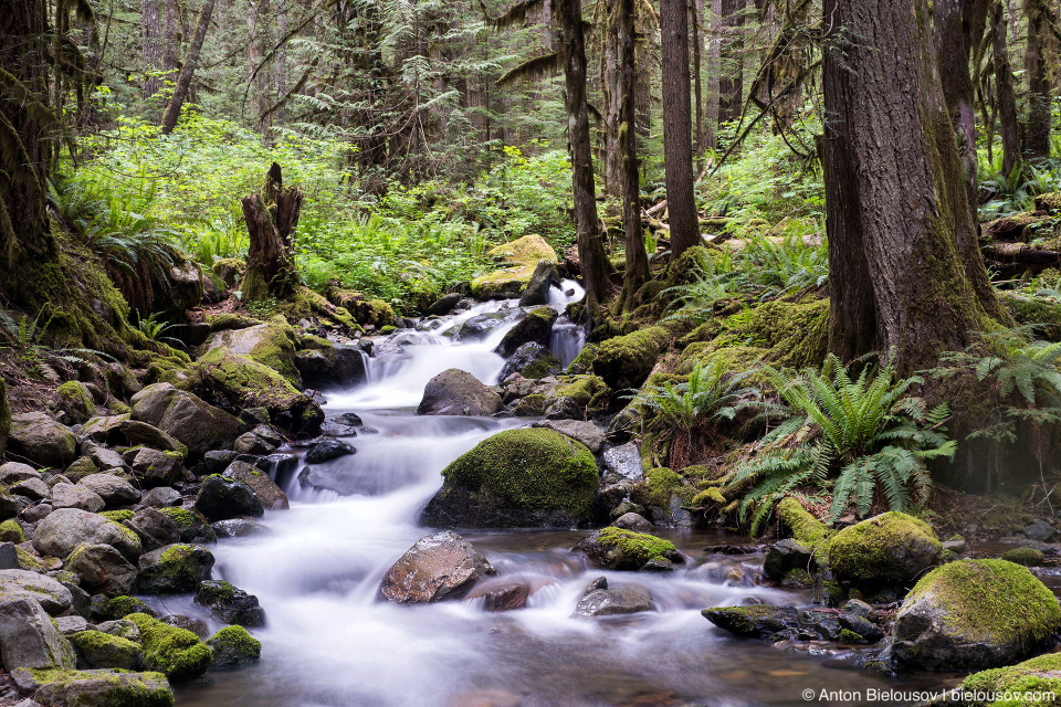 Горный ручей на Nooksack Falls, WA