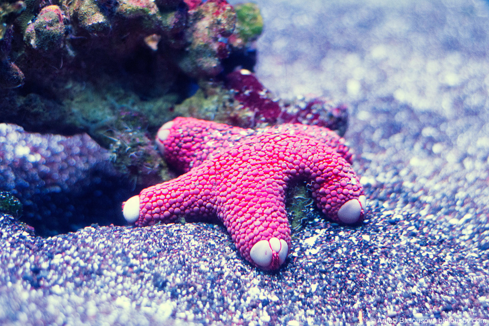 Starfish at Maui Ocean Center (Maui, HI)