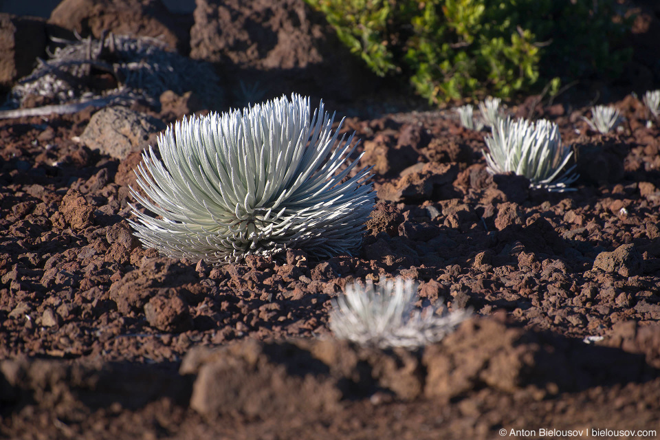 Haleakala Silversword air roots