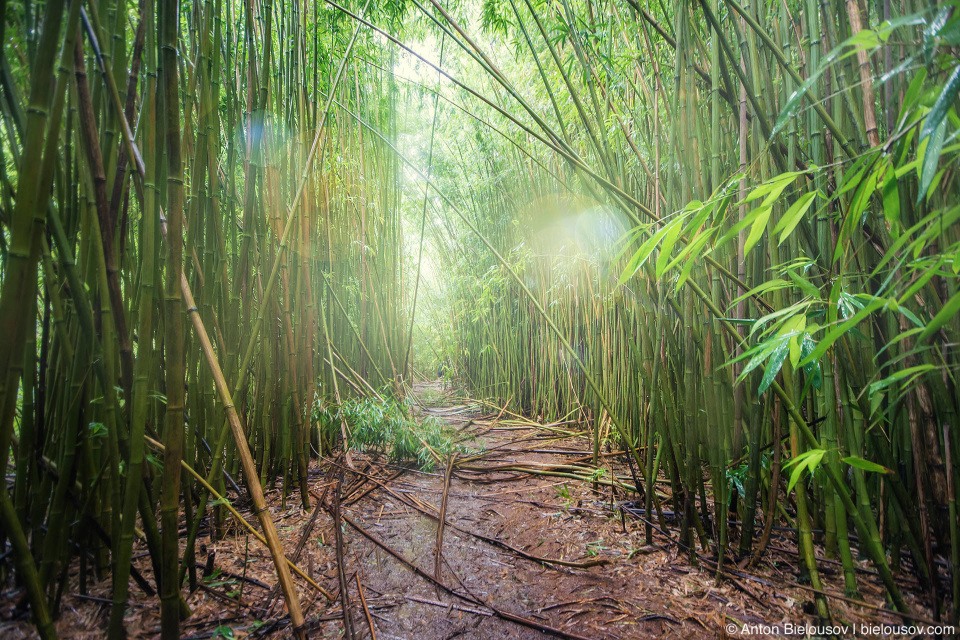 Na’ili’ili-Haele Falls trail bamboo grove (Maui, HI)