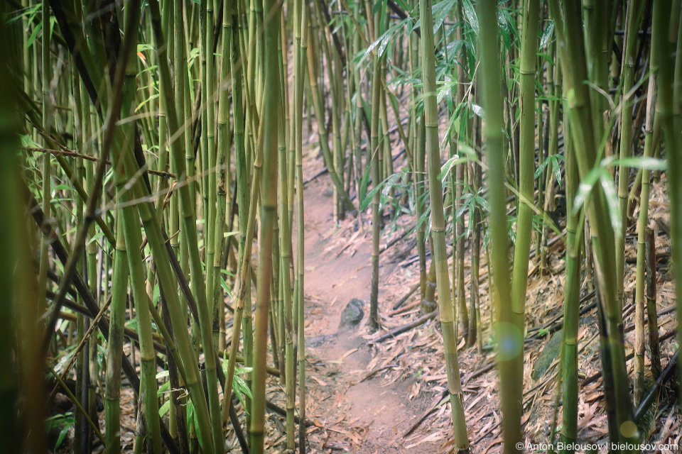 Na’ili’ili-Haele Falls trail bamboo grove (Maui, HI)