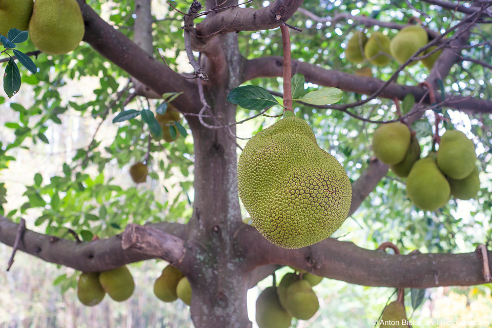 Хлебное дерево (Jackfruit)