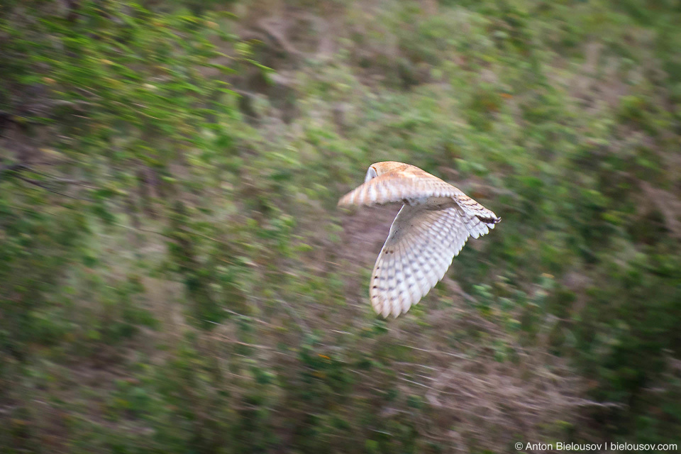 Сипуха / Tyto Owl (Maui, HI)